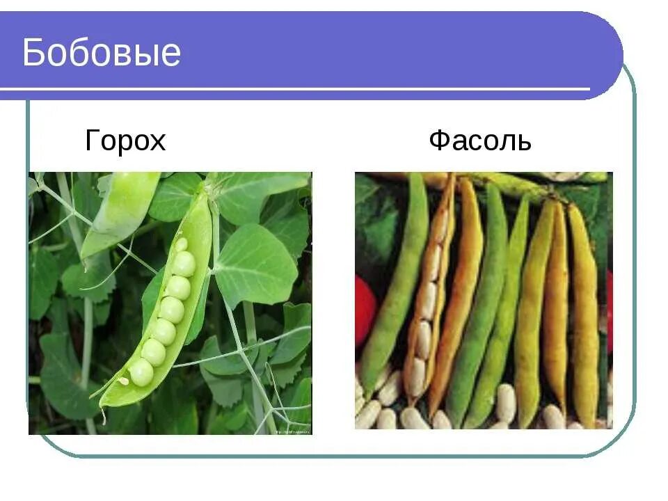 Горох. Бобовые растения. Фасоль бобовая. Фасоль и горох.