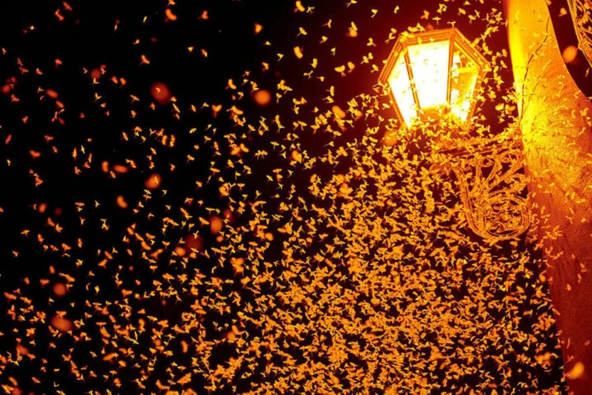 Мотыльки вокруг лампы. Ночная бабочка. Почему летят свет. Почему летят свет. Мотылек и лампа.