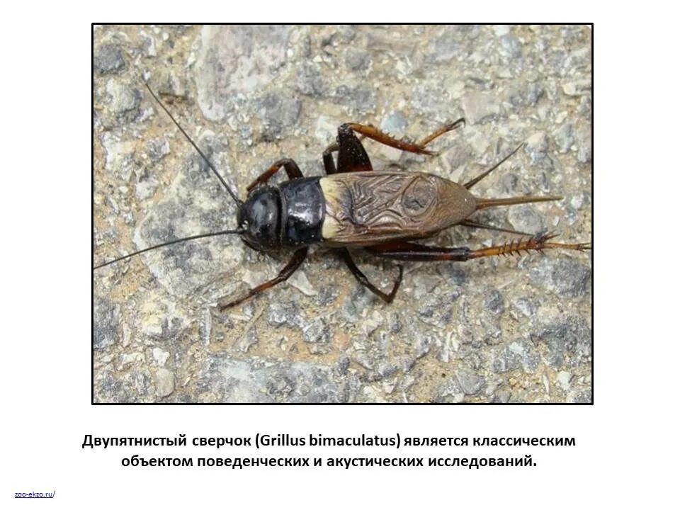 Город насекомое. Огромный богомол. Саранча на кубани. Город насекомое. Богомол в алтайском крае.