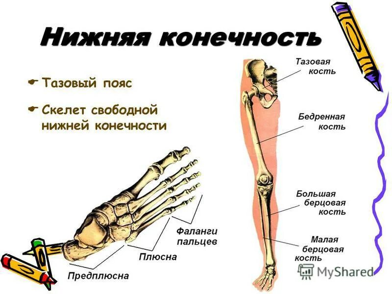 Основные части скелетов поясов и свободных конечностей. Скелет пояса нижних конечностей. Части нижней конечности человека. Скелет свободной нижней конечности.