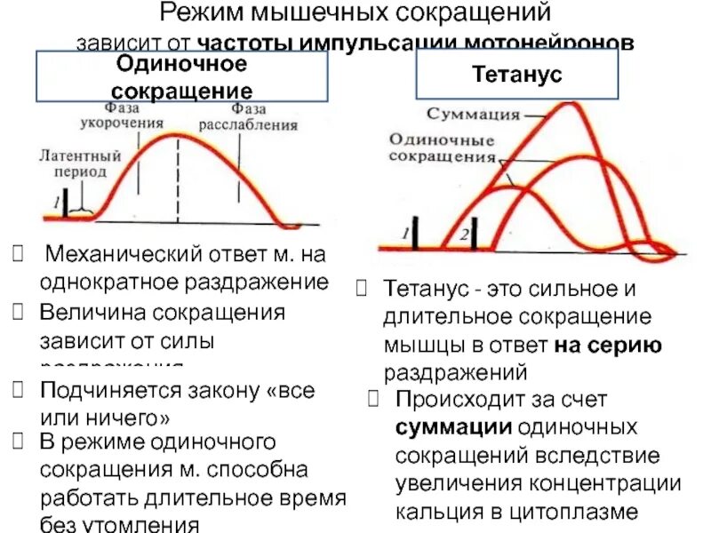 Режимы сокращения мышц. Мышечное сокращение. Типы сокращения мышц. Механизм мышечного сокращения. Какой ток вызывает сокращение мышц