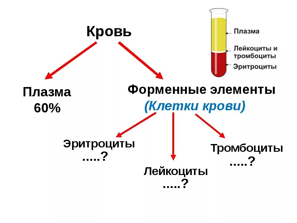 Форма плазмы крови