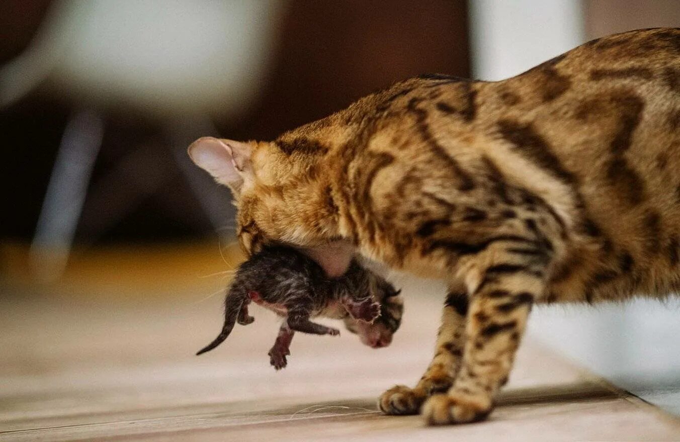 Почему кот носится. Кошка несет котенка. кошка тащит котенка. кошка несет котенка в зубах. мама несет котенка.