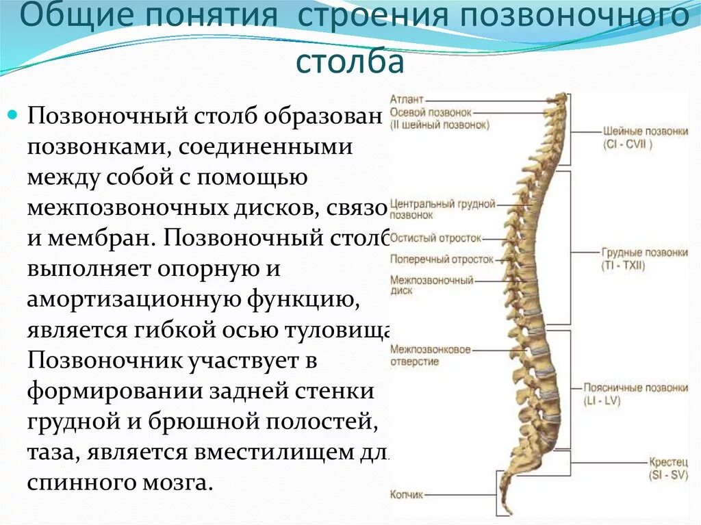 Строение и функции позвоночного столба. Строение позвоночного столба отделы изгибы функции. Позвоночный столб строение.