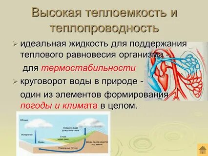 Теплоемкость и теплопроводность