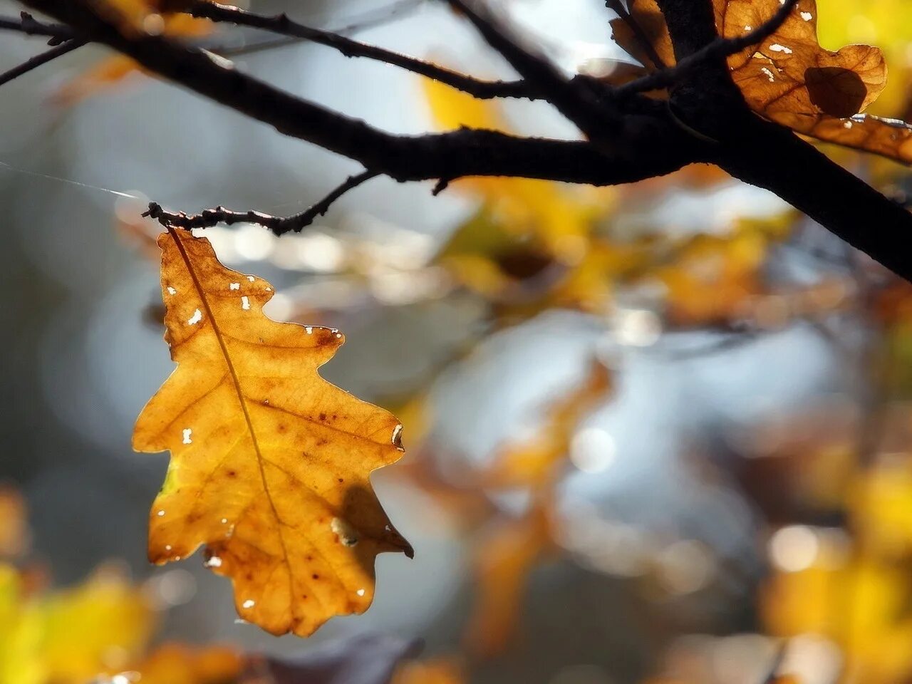 Осень листья давно облетели. Осень листья. Осенние листья дуба. Дерево с опавшими листьями. Дерево с опавшей листвой.
