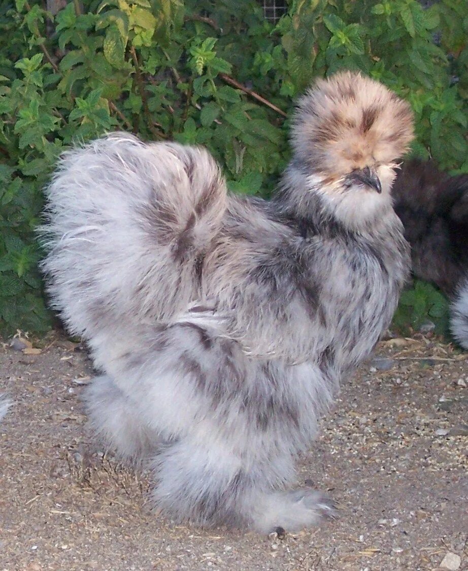 Китайская шелковая (Silkie Bantam). Китайская шелковая Брама. Порода кур китайская шелковая цыплята. Китайская хохлатая пуховая курица.