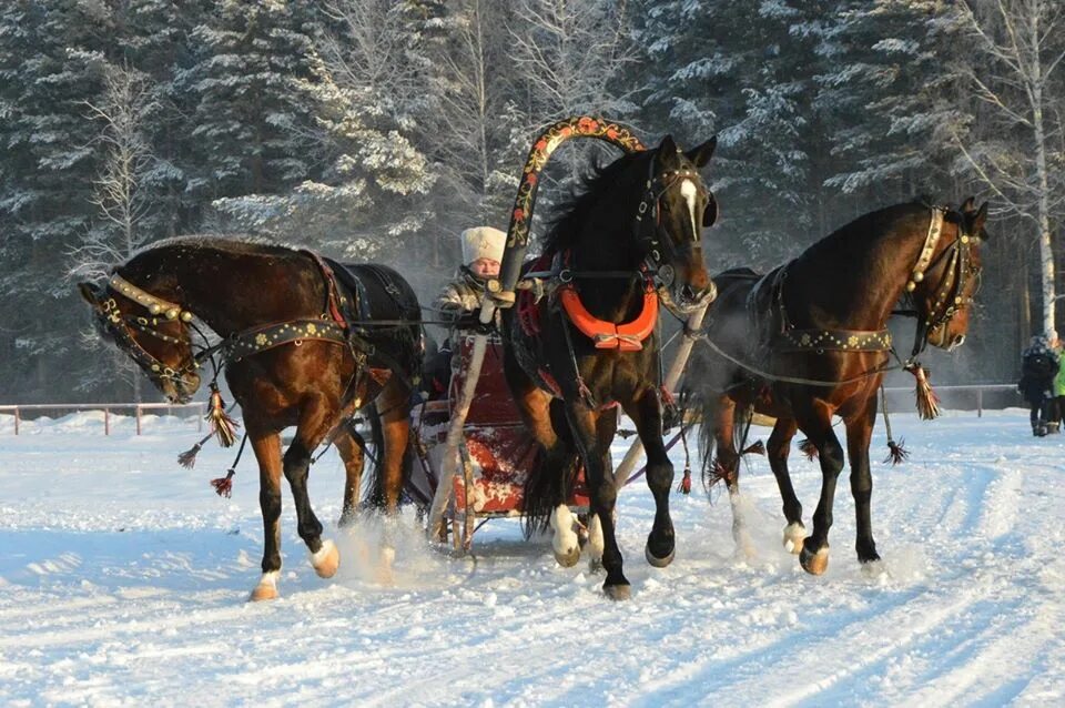 Тройка фото. Птица тройка. Тройка Хакасия.