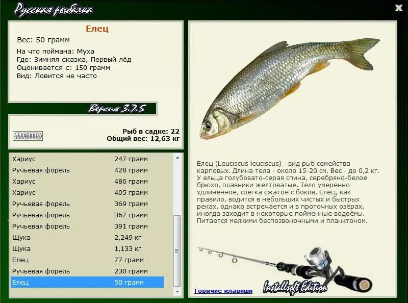 белый байкальский хариус братское водохранилище. реальная рыбалка квесты. черный байкальский хариус реальная рыбалка. русская рыбалка 4 синий трофей.