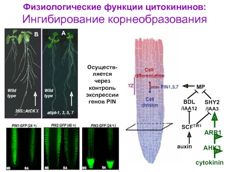 Функция экспрессии