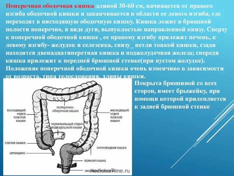Лечение ободочной кишки. Терминальный отдел подвздошной кишки схема. слепая кишка поперечно-ободочная. восходящий отдел поперечно-ободочной кишки. восходящий отдел ободочной кишки схема.