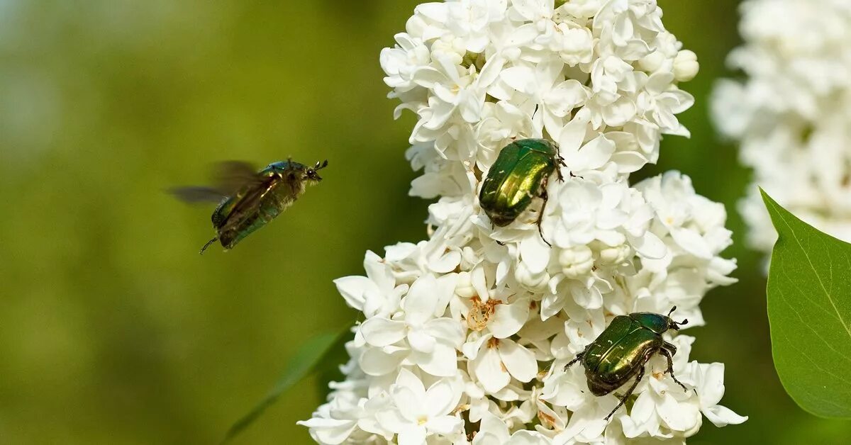 Бронзовка мохнатая. Жук бронзовка на сирени. Жук цветоед бронзовка. Жук бронзовка мохнатая. Жук бронзовка пион.