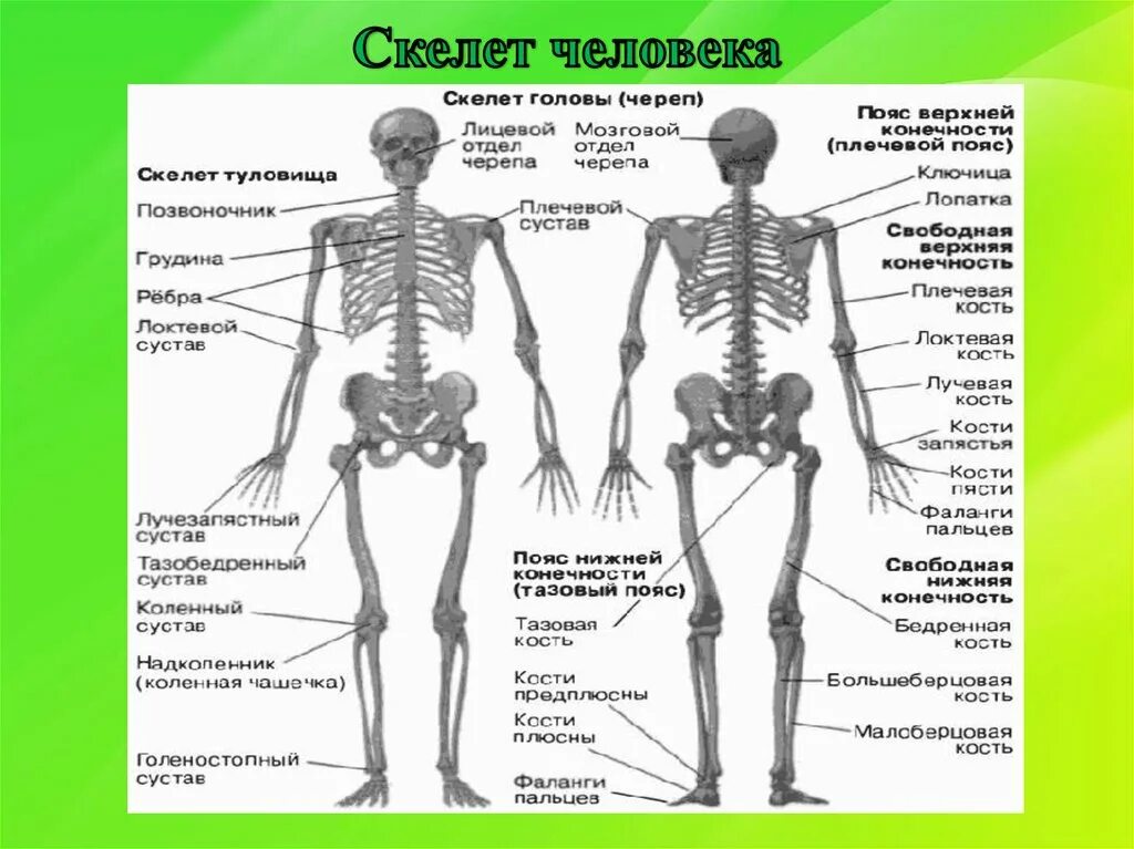 Подпишите названия костей скелета