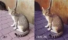 Кастрация: Ветеринар рассказывает о мифах и заблуждениях об этой процедуре Книга