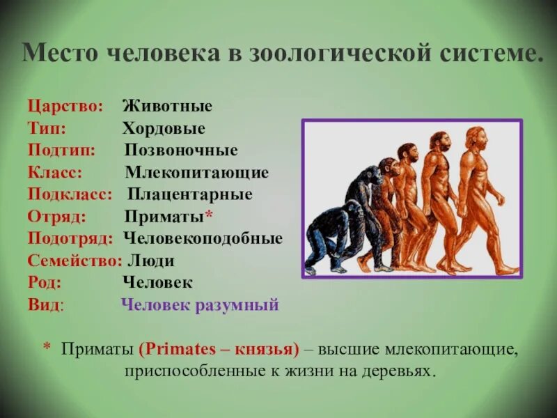 Человек разумный тип класс