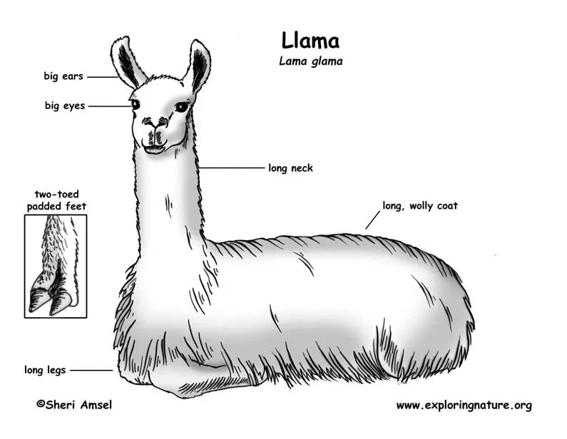 Llama architecture model