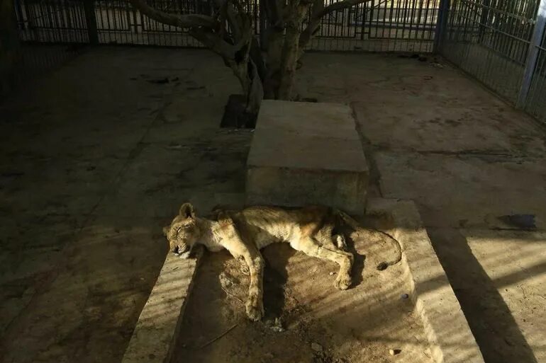 Истощенные животные в зоопарке. Голодающие львы в зоопарке Судана. Лев голод