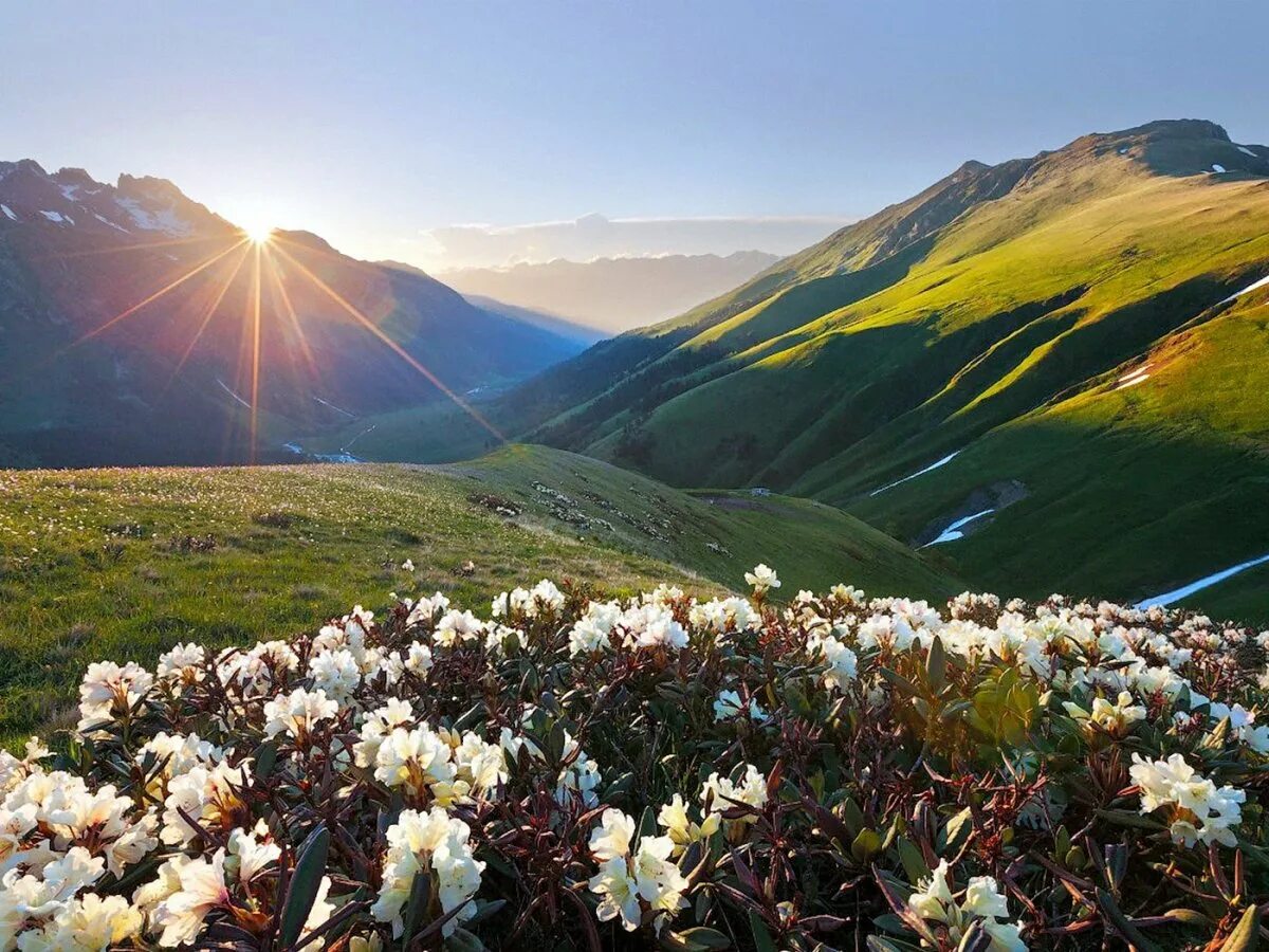 Альпийские луга северной осетии рсо алания. Горные травы осетия алания. Восхождение в северной осетии северной осетии. Цейское ущелье северная осетия ледник. Альпийские луга эльбруса.