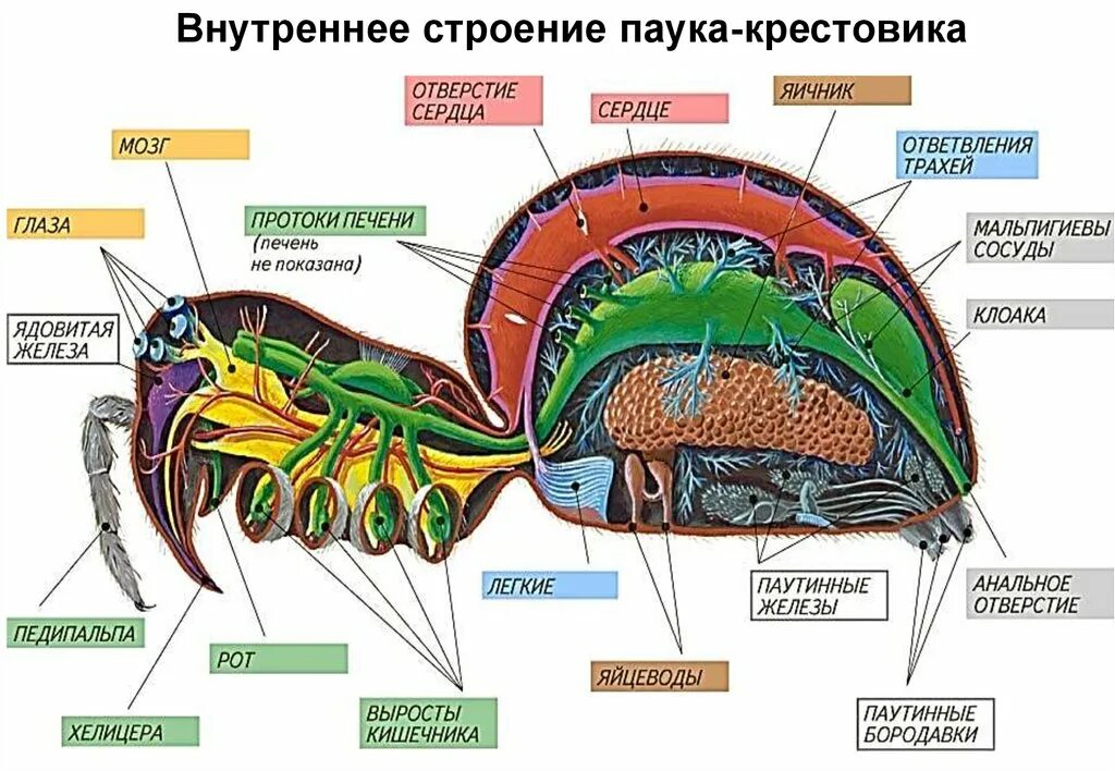 Сложные глаза у ракообразных