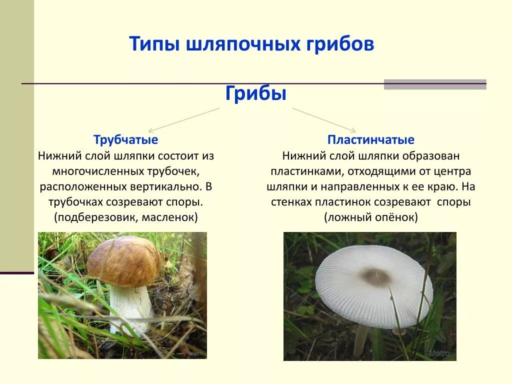 Грибы общая характеристика шляпочных грибов. Шляпочные грибы пластинчатые грибы. Классификация грибов Шляпочные пластинчатые трубчатые. Шляпочные трубчатые грибы Шляпочные пластинчатые грибы.