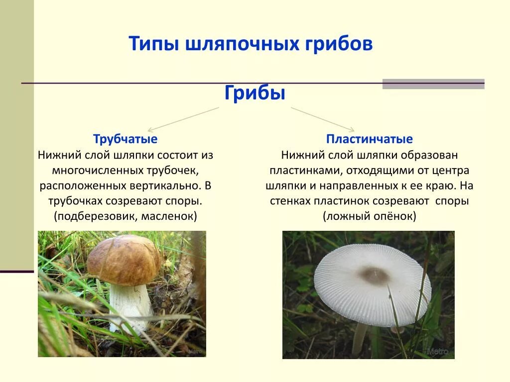 Грибы общая характеристика шляпочных грибов. Шляпочные грибы пластинчатые грибы. Классификация грибов Шляпочные пластинчатые трубчатые. Шляпочные трубчатые грибы Шляпочные пластинчатые грибы. Подберезовик трубчатый или пластинчатый