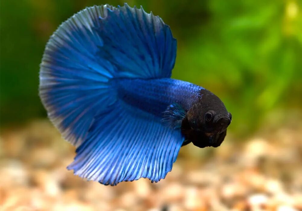 Рыбка петушок / Бойцовая рыбка / Сиамский петушок / Betta Splendens - "Самая луч
