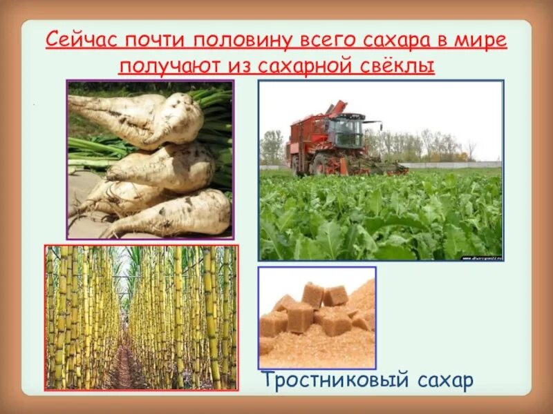 Тема разнообразие веществ. Презентация на тему разнообразие веществ. презентация сахар для дошкольников. разнообразие веществ 3 класс окружающий мир. сахарный тростник и сахарная свекла окружающий мир.