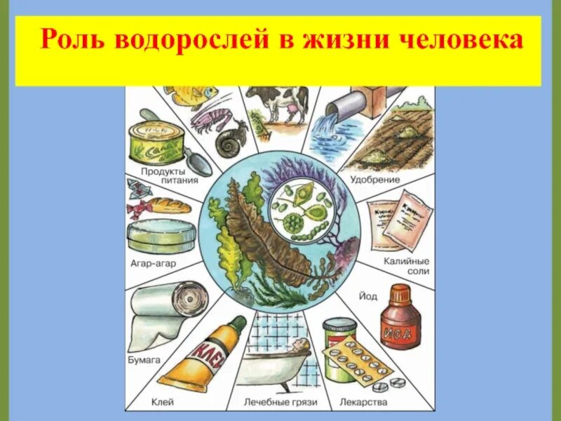 Экологическое значение водорослей. Схема использования водорослей. водоросли в жизни человека. водоросли и их роль в жизни человека. значение водорослей в жизни человека.