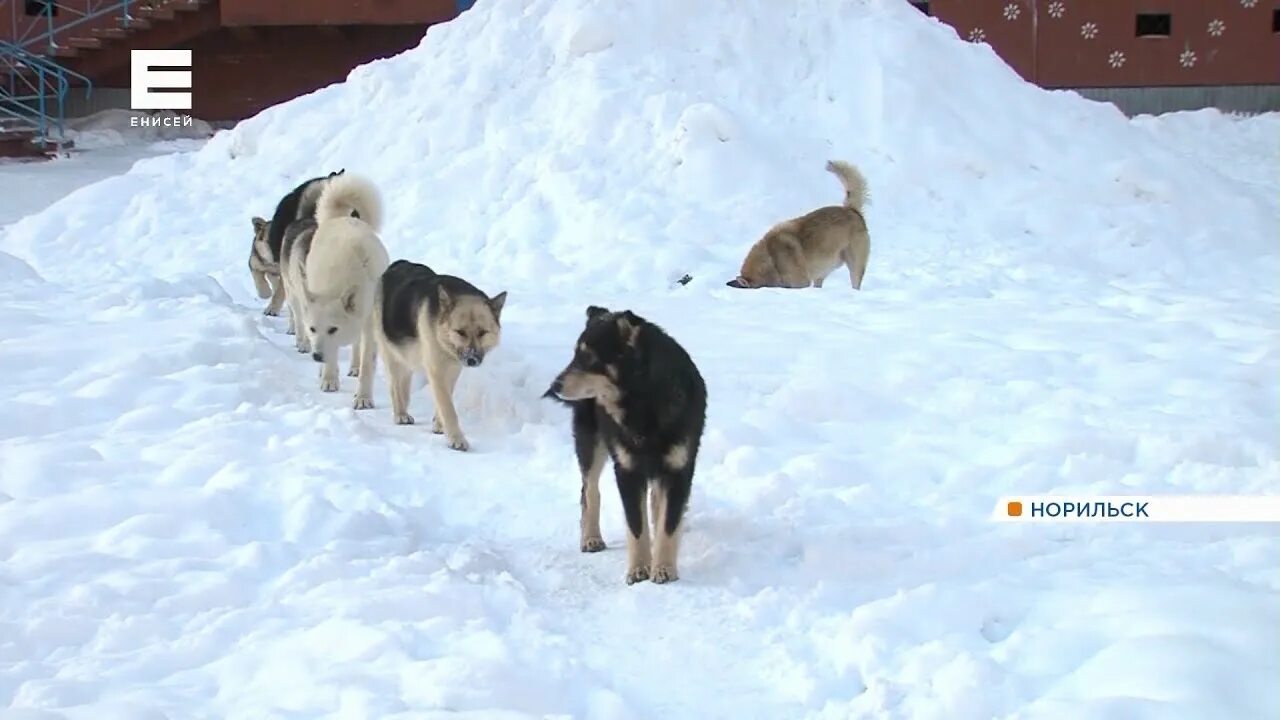 Питомник собак в норильске. Собака в норильске. Хаски норильск. Свора собак. Собака норильск.