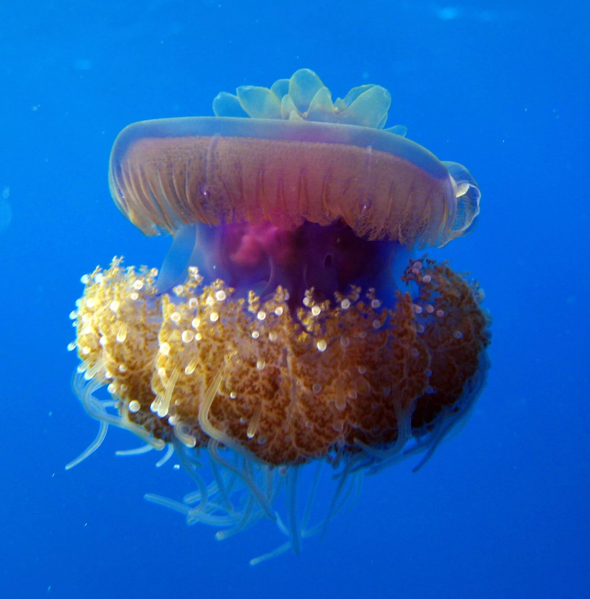 сцифоидные полипы. медуза кишечнополостные. медуза кишечнополостные. медуза цианея. медуза кишечнополостные.