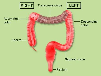 Colon