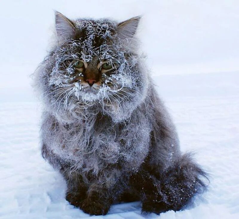 Очень холодно утро. Кот замерз. Кот в снегу. Морозный кот. Кот в инее.