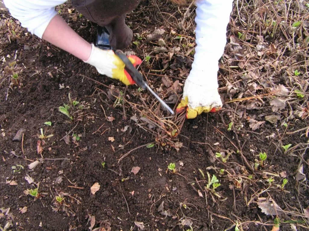 Клубника обработка уход весной после зимы подкормка. Обрезка клубники весной. Рыхление грядок клубники. Кусты клубники после зимы. Прополка кустарников.