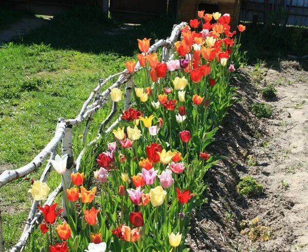 Нужно ли выкапывать тюльпаны каждый год. Цветы цветущие после тюльпанов. Тюльпаны готовые к выкопке. Тюльпаны после цветения. Цветы цветущие в июне после тюльпанов.