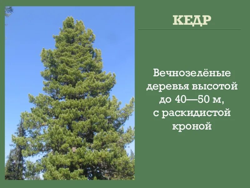 Кедр высота дерева. Информация про кедр. Сибирский кедр высота дерева. Вечнозелёные деревья список.