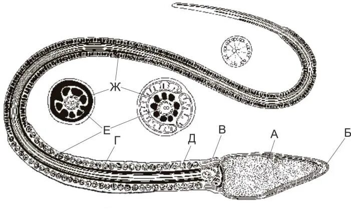 Размер яйцеклетки рыбы. Строение жгутикового сперматозоида. Строение сперматозоида гистология. Строение жгутика сперматозоида. Жгутик сперматозоида микротрубочки.
