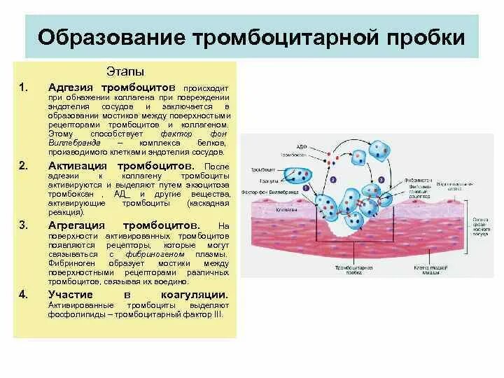 При повреждении сосудов тромбоциты. Механизмы адгезии и агрегации тромбоцитов. Рецепторы адгезии тромбоцитов. Механизм образования тромбоцитов кровяных пластинок. Механизм адгезии тромбоцитов.