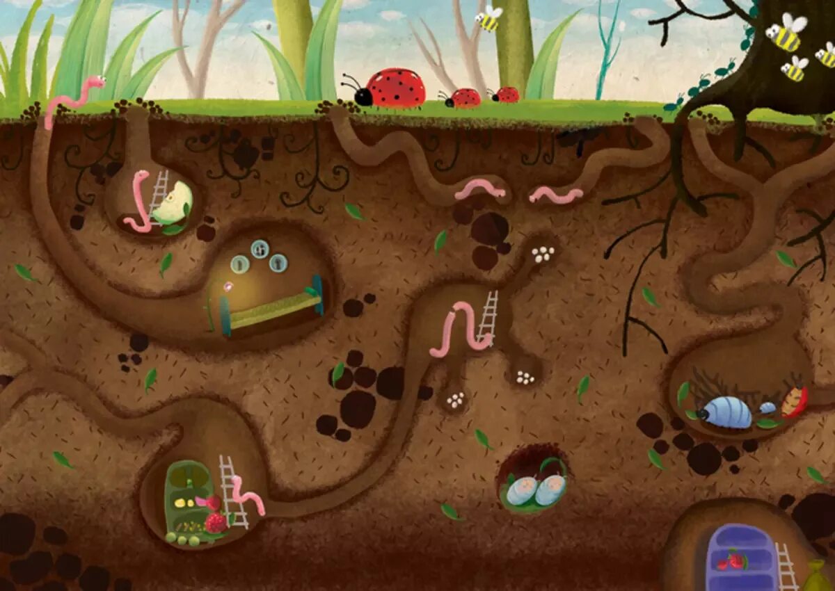 Жизнь животных под землей. Насекомые обитатели почвы. Обитатели почвы для дошкольников. Почва и подземные обитатели. Кто живет под землей.
