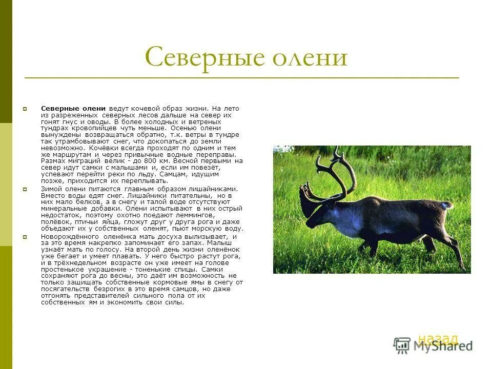 Строение рога крупного рогатого скота. Строение рогов у коз. Парнокопытные животные следы. Отряды млекопитающих парнокопытные. Рога парнокопытных строение.