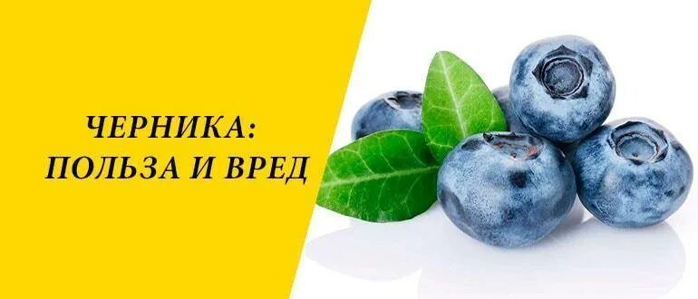 Черника польза. Черника польза и вред. Черника польза и вред для здоровья. Черника вред для здоровья