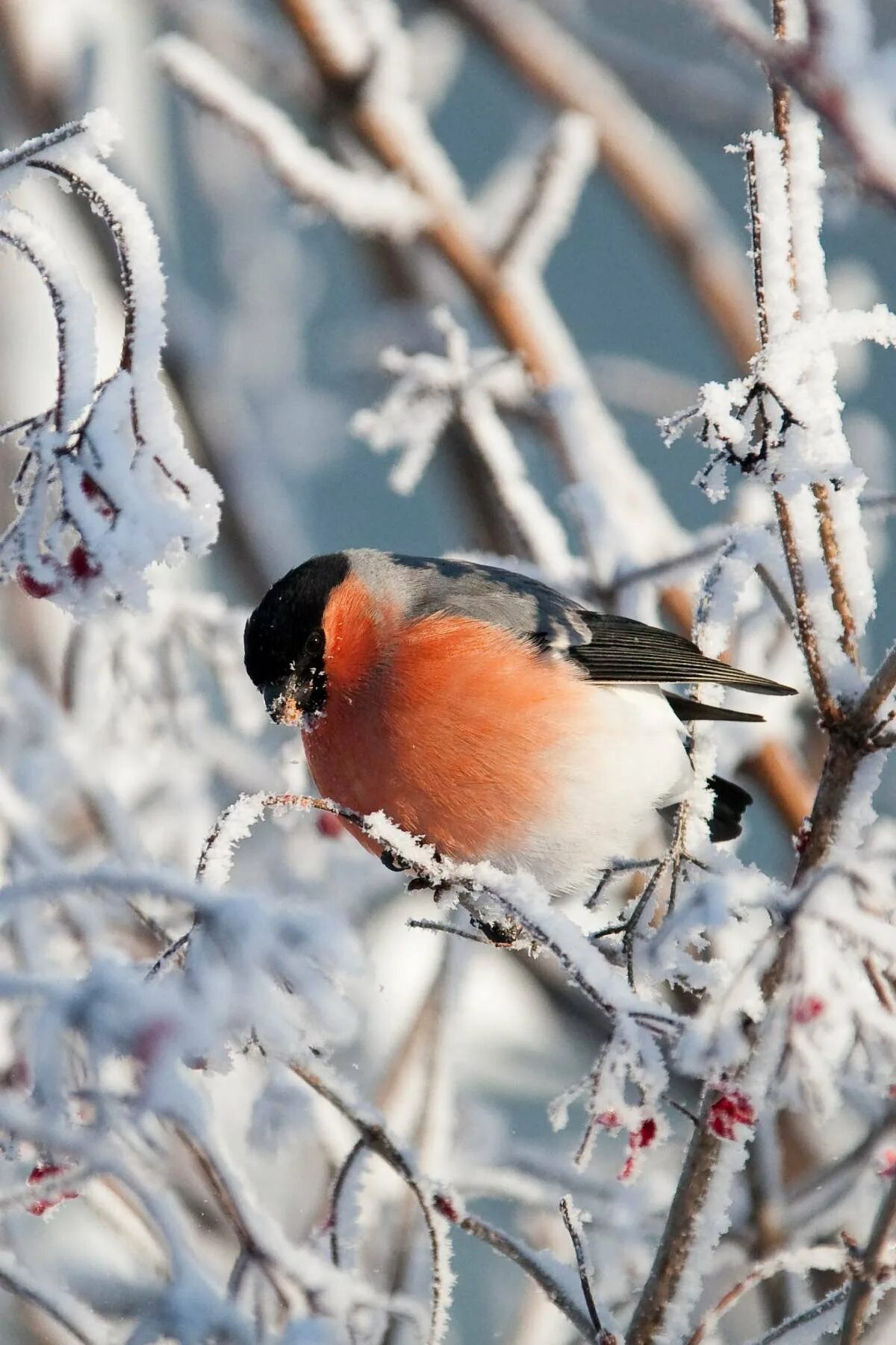 Зимние птицы. Сибирский снегирь. Воробьи в кормушке зимой. Про птиц зимой. Зимние птицы.