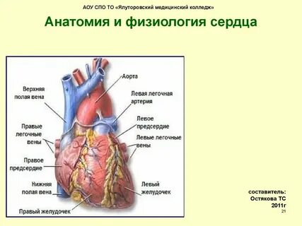 Сердце лекция