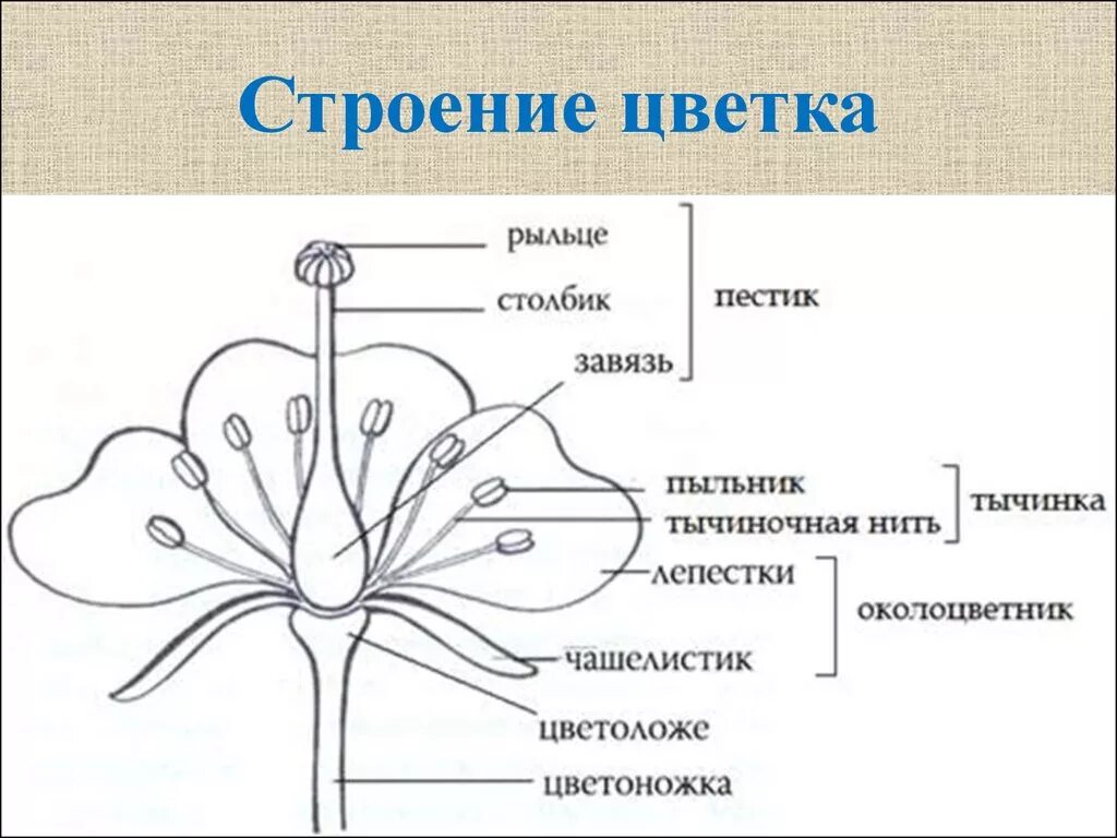 Обычно венчик окружен б состоящей из чашелистиков. Строение цветка схема биология. Рисунок цветка биология строение. Схема строения цветка 6 класс биология. Цветок цветоложе околоцветник.