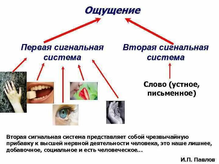 Две сигнальные системы человека. Первая сигнальная система человека. сигнальные системы физиология. сигнальные системы человека первая и вторая кратко. 1 и 2 сигнальные системы физиология.