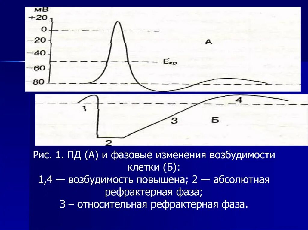 Функция плавного перехода. Фазовые изменения возбудимости. Рефрактерная фаза. Рефрактерный период. Функции рефрактерного периода физиология.