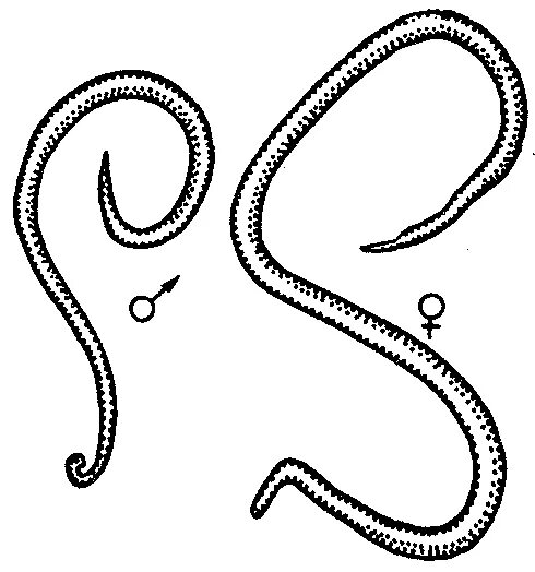 круглые черви вопросы