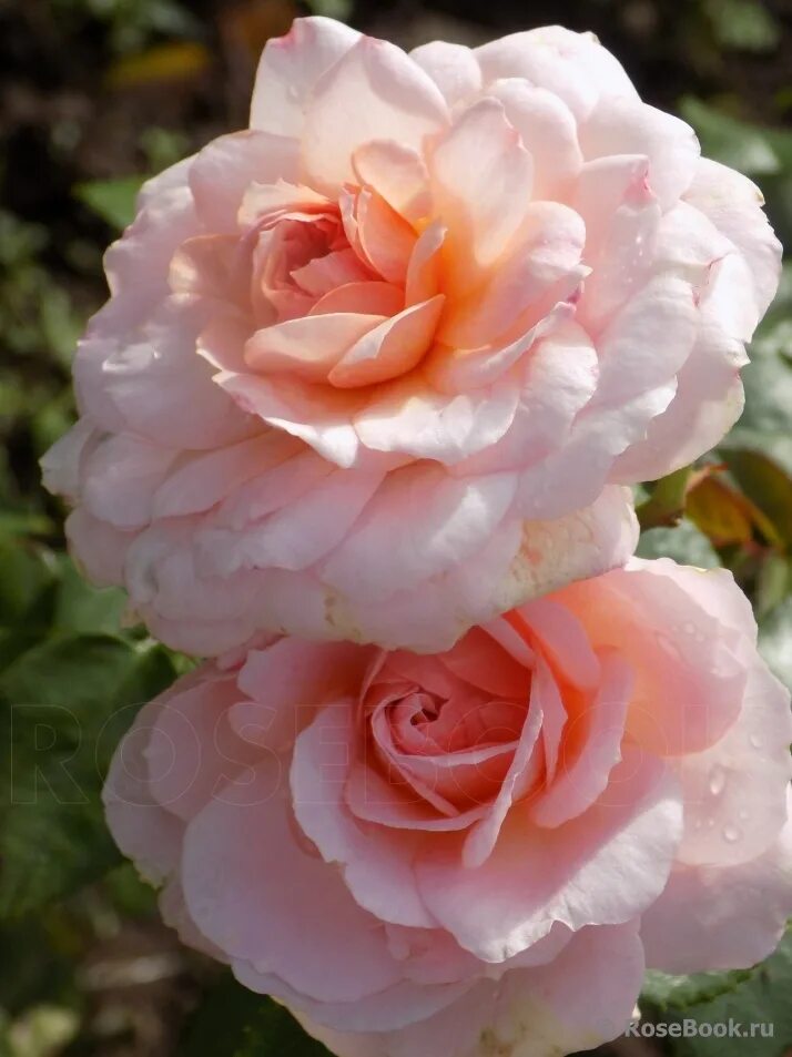 описание розы шлосс ойтин. Schloss eutin роза. роза сорт шлосс ойтин. роза шраб шлосс ойтин. описание розы шлосс ойтин.