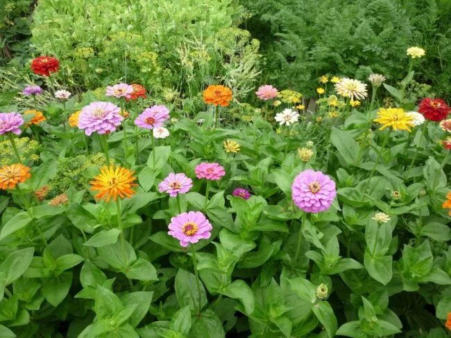 Циния рассада выращивание. Циния рассада. Циния рассада. Рассада цинии. Когда сеять цинию.