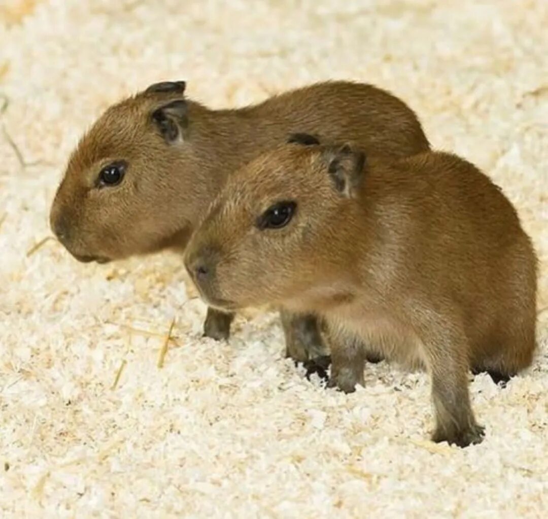 My pets capybaras. Капибара. Капибара детеныш. Капибара потмосвто.