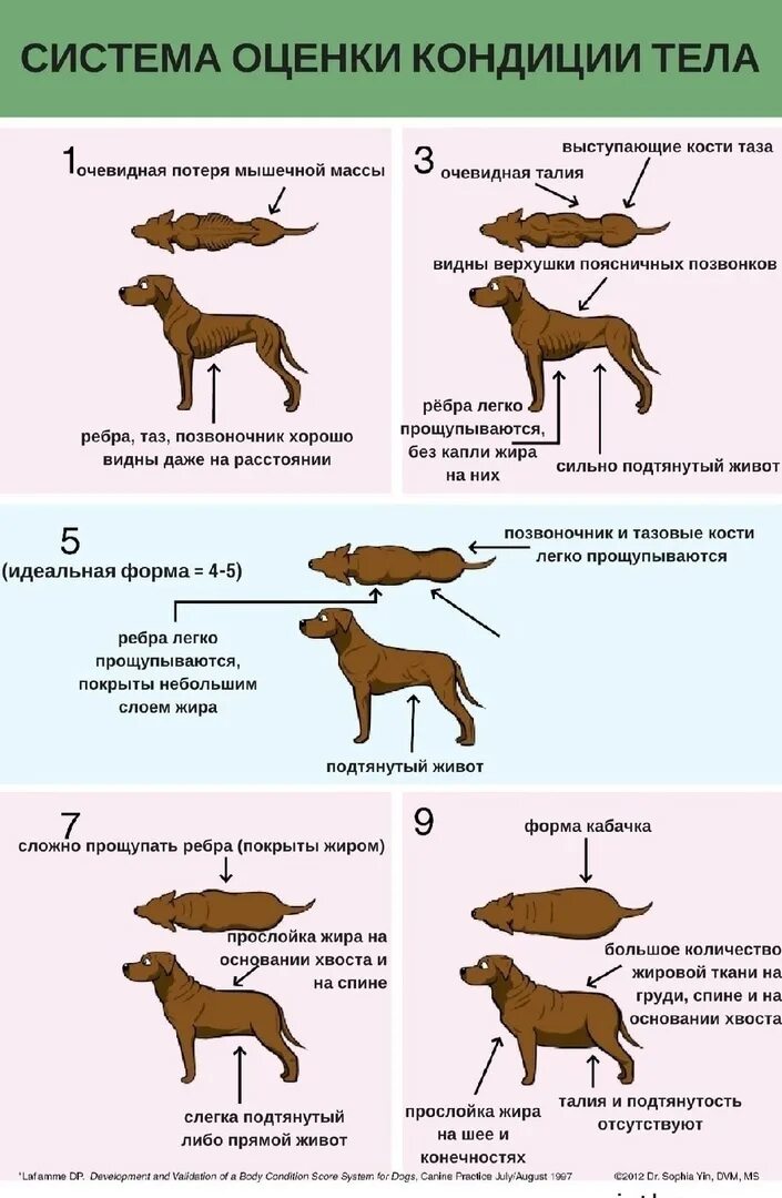 Физическое состояние животного. Система оценки кондиции тела собаки. Стадии ожирения у собак таблица. Кондиция собаки. Стадии упитанности собак.